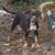 American bully puppy 2 thumbnail