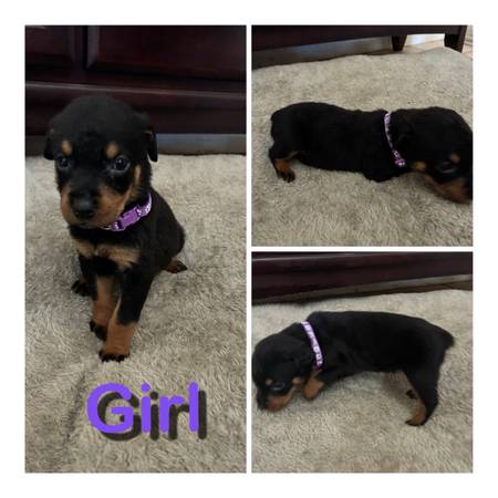 cachorros de Rottweiler (Vallejo)63890025076225122