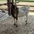 Billy goat 1 thumbnail