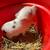Mini Pigs 3 thumbnail
