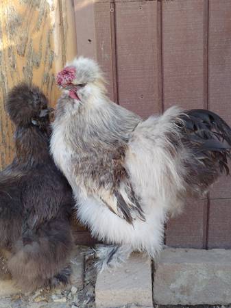 Friendly Silkie Rooster Chicken - $8 (Roseville)63439265248131121