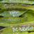 Tasty Dragons Fresh Cut Limited Edition UNROOTED DRAGON FRUIT PLANTS. 12 thumbnail