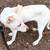 Two 6 month old pups needing a good home 1 thumbnail