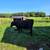 Angus Cows 4 thumbnail