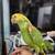 Amazon parrot ,african grey,cockatoo,macaw 1 thumbnail