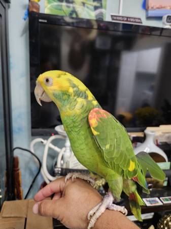 Amazon parrot ,african grey,cockatoo,macaw 1