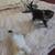 kittens 1 thumbnail