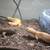 Three leopard geckos for rehoming with tank 3 thumbnail
