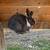 Rabbits 11 thumbnail