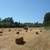 Organic grass hay 2 thumbnail