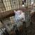 Bunnies 3 thumbnail