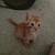 4 Kittens Looking for the Perfect Forever Home 20 thumbnail