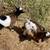 Two young dwarf goats 4 thumbnail