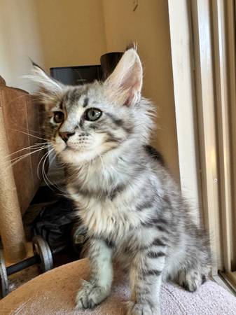 Mainecoon Kitten (napa county)63869605837313124