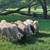 Sheep, Rams, borregas, kathadin and Dorper-katahdin 6 thumbnail
