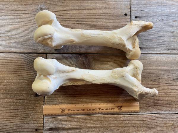 ISO Clean Cow Bones 1