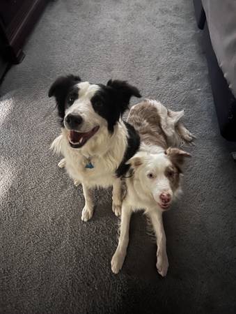Rehoming 2 Border Collies