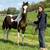 Morgan saddlebred horse 3 thumbnail