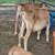 Jersey calves 4 thumbnail