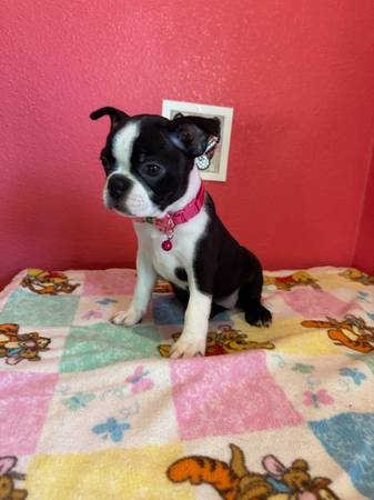 Rehoming boston terriers (Terra Bella)63873027139585121