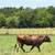Brindle bred cows 1 thumbnail