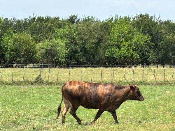 Brindle bred cows 1