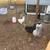 4 Laying Hens 10 thumbnail