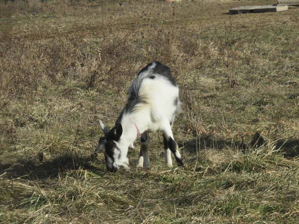 Alpine Dairy Goat Buck-Proven 1