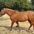 Arabian Gelding 3 thumbnail