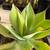 Agave Plants - multiple varieties 18 thumbnail