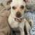 3 Dogs-Foster or Adopt. 13 thumbnail