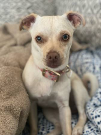 Dos perros en busca de hogar (Petaluma)63696398246659124