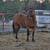 Quarter horse stallion 1 thumbnail