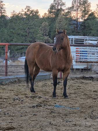 Quarter horse stallion 1