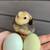 Bantam Easter Egger hatching eggs 6 thumbnail