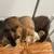British Scottish Kitten Mix 7 thumbnail