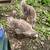 African geese goslings 1 thumbnail