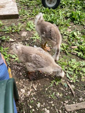 African geese goslings 1