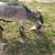 Pygmy Goat 3 thumbnail