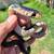 Drymarchon Rubidus Indigo Snakes (female) 14 thumbnail
