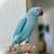 Indian Ringneck Pair 5 thumbnail