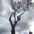 Tree Cutting Tree Removal & Tree Branch trimmings Services 12 thumbnail