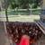 Laying hens 1 thumbnail
