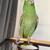 Amazon Parrot Yellow fronted Amazon 10 thumbnail