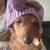 dachshund 5 thumbnail