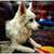 Pet Digital Portraits - Free service 1 thumbnail