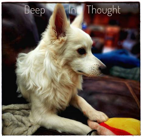 Pet Digital Portraits - Free service 1