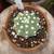Echinopsis subdenuda rare 1 thumbnail