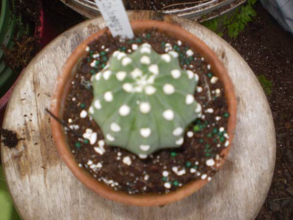Echinopsis subdenuda rare 1