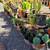 San Pedro Cactus, Succulents, plants, Bird houses, Plant boxes & more 14 thumbnail